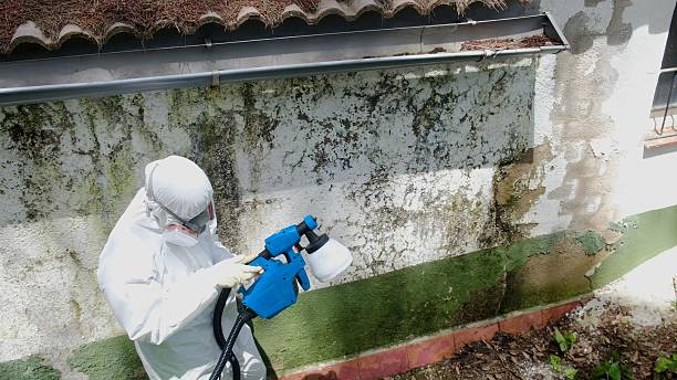 Trusted Black Mold Removal service in South Boston, MA - Cheap Mold Removal
